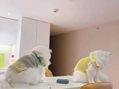 -欣宠猫屋·矮脚拿破仑·蓝金金渐层