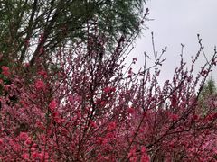 -石家庄市植物园