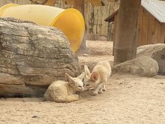 -深圳野生动物园