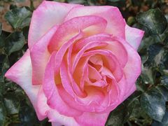 -人民公园(罗湖区)