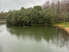 -上海海湾国家森林公园