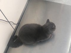 -中农国际动物医院24小时·猫科·骨科·急重症中心