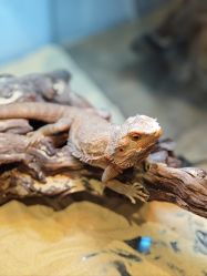 -Zoolung Zoolung动物主题公园(海信广场店)