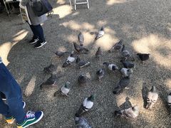 -水前寺成趣园