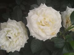 -苏州河梦清园环保主题公园