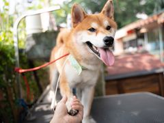-柴犬高等学院·狗咖·柴犬售卖·宠物训练
