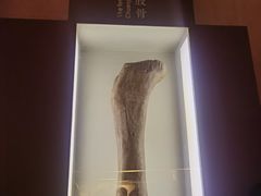 -世界恐龙谷景区