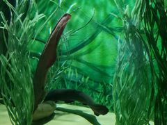 -上海海洋水族馆