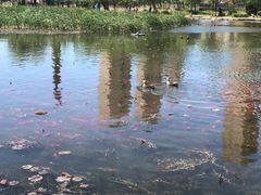 -前关湿地公园