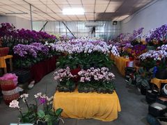 -龙大花卉苗木市场