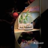 情侣下午茶的好去处|心乐蝶舞