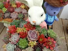 -龙大花卉苗木市场