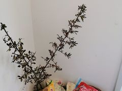大堂-椿风·养身茶饮(吉大店)