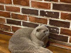 -猫友咖啡店(玉林西路店)