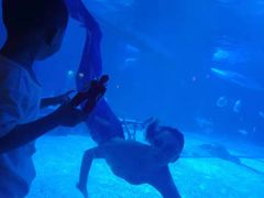 -烟台海昌鲸鲨海洋公园