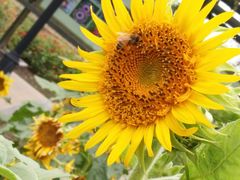 -杭州湾海上花田景区