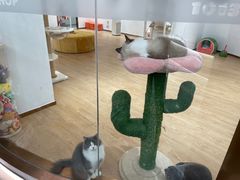 -1013 PET SHOP精品宠物商店(丁香店)