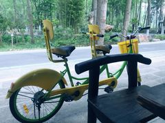 -合肥滨湖国家森林公园