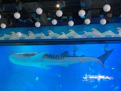 -烟台海昌鲸鲨海洋公园