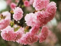 -天适樱花悠乐园