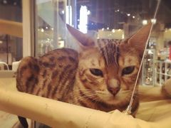 -小时光咖啡馆(开森度假森林店)