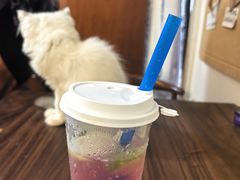 -楼上猫咖(罗湖店)