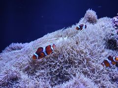 -西雅图水族馆
