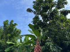 -西双版纳傣族园