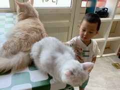 -猫小院猫主题餐厅(南锣旗舰店)