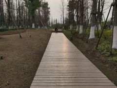 -九科绿洲