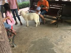 -清迈夜间动物园