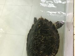 -广东惠东海龟国家级自然保护区