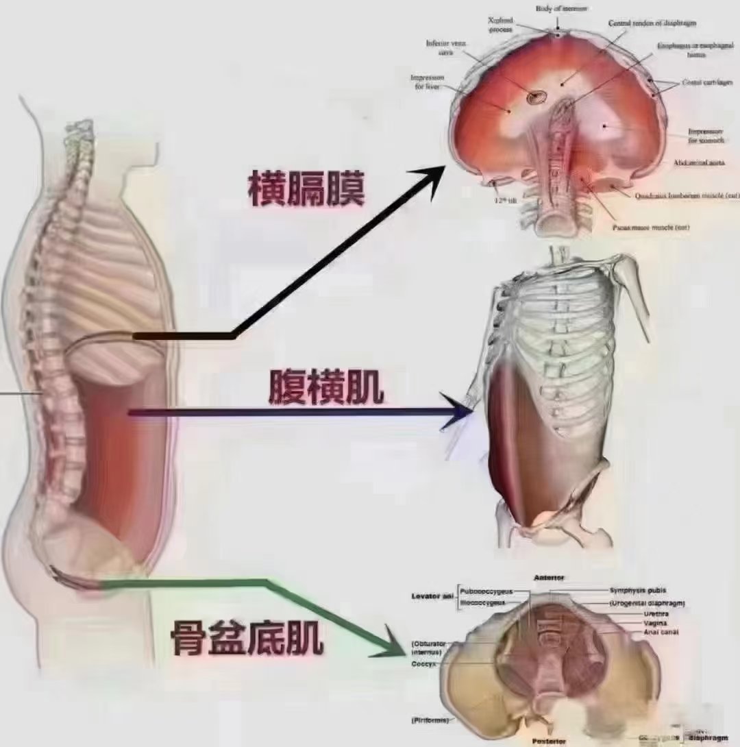 腹横肌修复图片