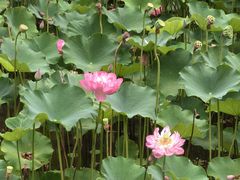 -沐仙湖湿地公园