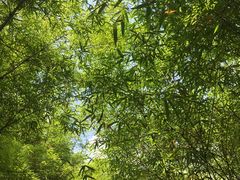-大屏嶂森林公园