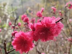 -桃花涧