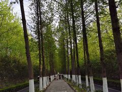 -合肥滨湖国家森林公园