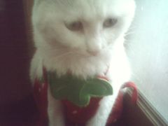 -纳吉亚猫专科动物诊疗中心(蒋宅口分院)