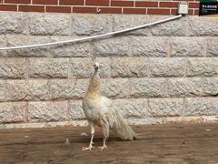 -昆明动物园