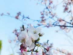 -顾村公园