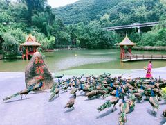 -西双版纳原始森林公园