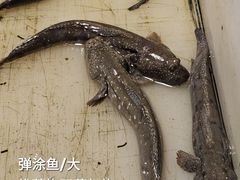 -花园菜市场
