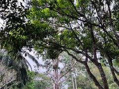 -中国科学院西双版纳热带植物园