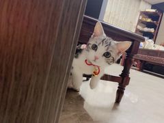 -李小姐の猫咖啡馆(五角场店)