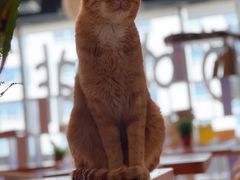 -Cappucimeow猫咪咖啡馆(韦伯时代店)