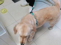 -宠福鑫康馨动物医院·骨科·眼科