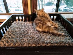 -more than meow吴止猫主题餐厅(承德 中船汇店)