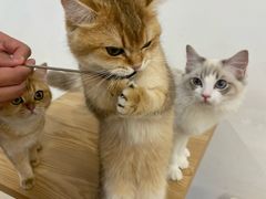 -有喵·猫咖·狗咖·40+猫狗有小奶狗(岗厦店)