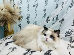-爱洗澡的猫(望京店)
