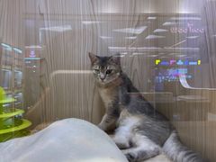 -屋虎猫馆(宝安大仟里店)